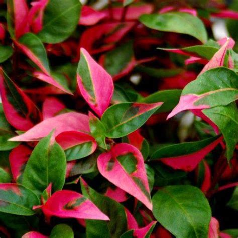 Find more Alternanthera varieties here | Starter plants, Plants, Live plants