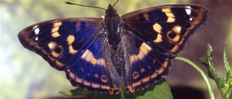 Purple Emperor Butterfly - A-Z Animals