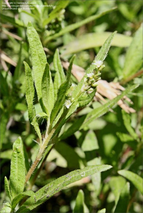 PlantFiles Pictures: Persicaria Species, Creeping Knotweed (Persicaria prostrata) by kennedyh