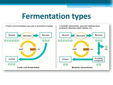 Cellular Respiration - презентация онлайн