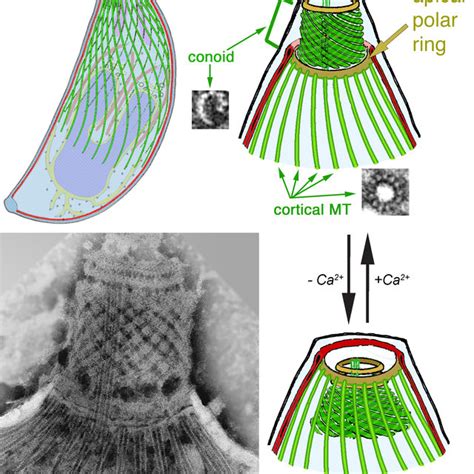 Drawings and EM images of Toxoplasma gondii showing various features... | Download Scientific ...