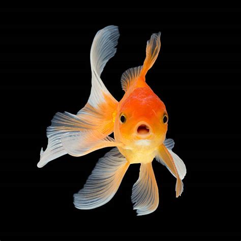 Goldfish Pictures, Images and Stock Photos - iStock