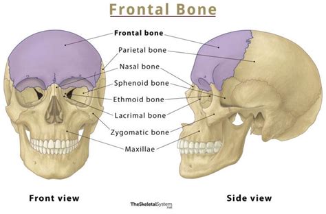 Frontal Bone – Location, Functions, Anatomy, & Diagram