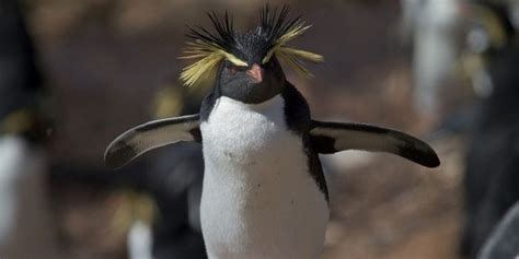 Northern rockhopper penguin - Alchetron, the free social encyclopedia