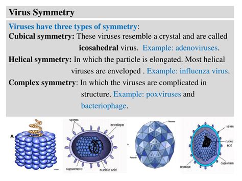 PPT - Introduction to the Viruses: PowerPoint Presentation, free ...