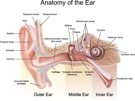 Ear Diagram For Kids