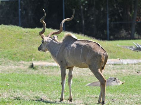 The Online Zoo - Greater Kudu