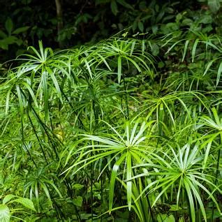 Cyperus alternifolius - Beechmount Garden Centre