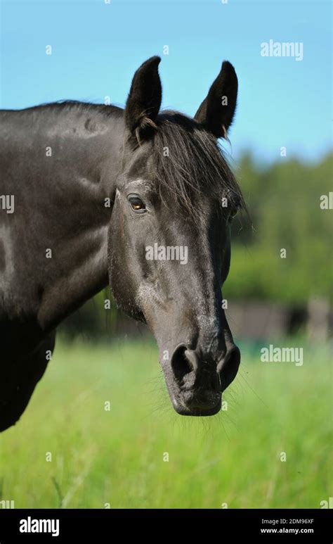 black stallion Stock Photo - Alamy