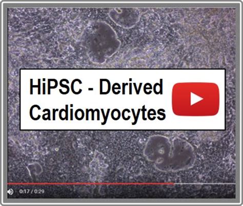 Human iPSC-Derived Cardiac Cells | with Cardiomyocytes | i-HCm | Cell ...