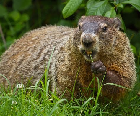 E361: Ecology and Management of the Groundhog (Marmota monax) (Rutgers ...