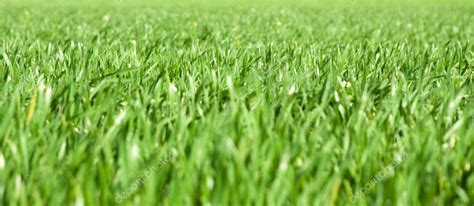 Green grass close-up background — Stock Photo © filyagin #2473480