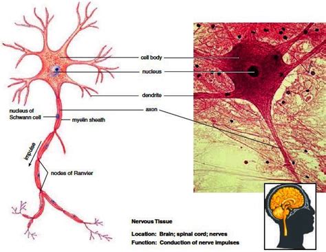 Nervous tissue. Neurons are surrounded by neuroglia, such as Schwann ...