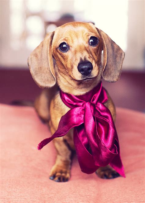 Molly the Miniature Dachshund Valentines Pup | Copyright © C… | Flickr