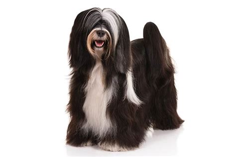 Tibetan Terrier Dog Breed Information