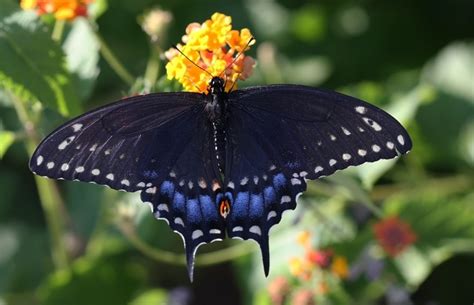 15 Black Butterfly Meanings: What Does the Mystery Reveal?