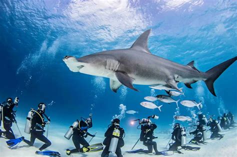 5 Best Place to Dive with Hammerhead Sharks - DivingPicks.com