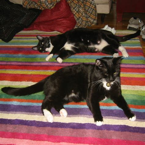 File:Tuxedo cats.JPG - Wikipedia