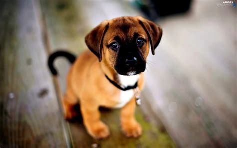 Staffordshire Bull Terrier, Puppy - Dogs wallpapers: 1920x1200