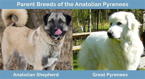 Anatolian Pyrenees (Anatolian Shepherd & Great Pyrenees Mix): Info ...