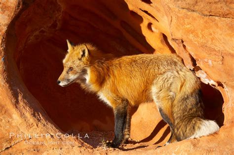 Red fox, Vulpes vulpes, #12070, Natural History Photography