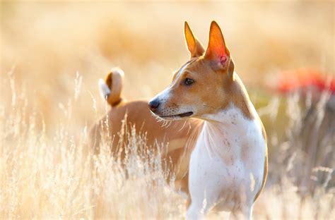 Basenji: Dog Breed Characteristics & Care