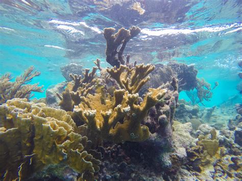 Caribbean Coral Reefs Under Siege | Earth Wise