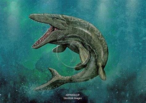 Mosasaurus swimming. | Stocktrek Images