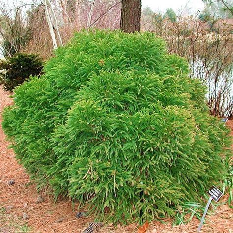 30Pcs Japanese Sugi Red Cedar Cryptomeria japonica Tree Seeds - Pure Bonsai