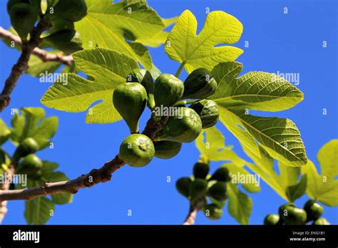 Figs (Ficus carica) fig tree Stock Photo - Alamy
