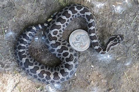 Eastern Massasauga Rattlesnake - Matthaei Botanical Gardens and Nichols Arboretum | Rattlesnake ...