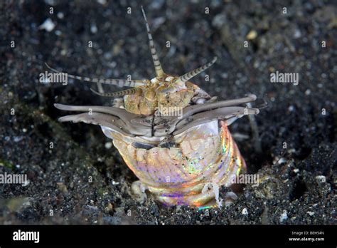 Bobbit Worm, Eunice aphroditois, Sulawesi, Lembeh Strait, Indonesia ...