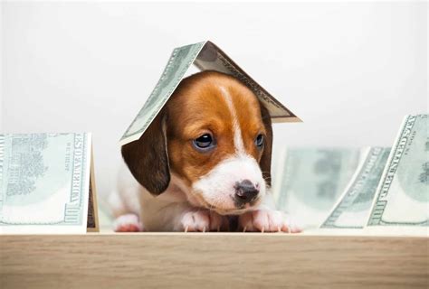 How Much Do Dog Breeders Make? [SURPRISING Real Salary] | PawLeaks