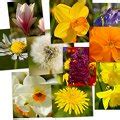 Collage De Flores