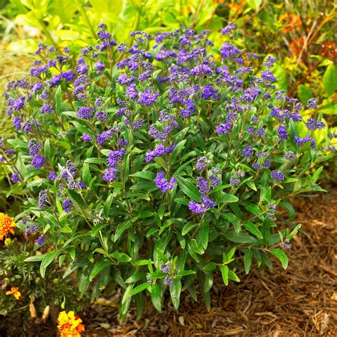 How to Plant and Grow Bluebeard Plants