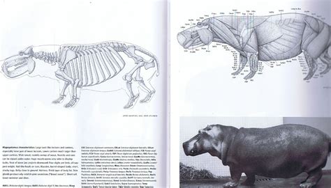 Pin on Animal Anatomies