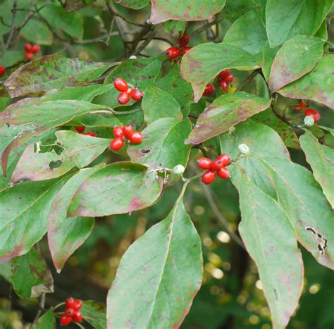 Flowering dogwood | Identify that Plant