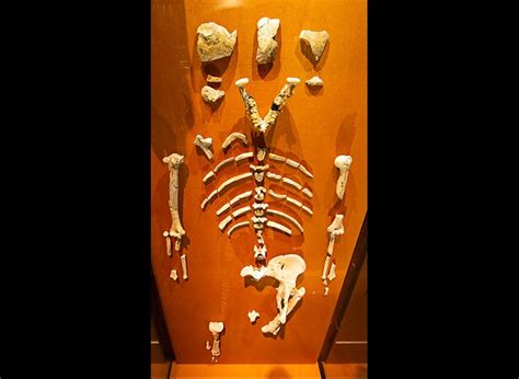 Australopithecus afarensis, Lucy's species (2022)