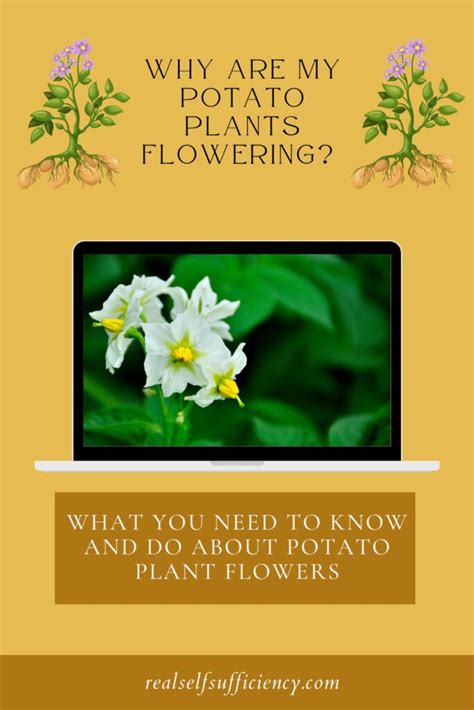 The Fascinating Journey of Potato Plant Flowering - Ames Farm Center