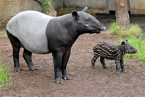 Tapir : Wilhelma In Stuttgart Tapir Kuh Maya Geht Jeden Tag Baden ...