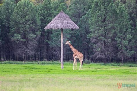 Why Dubbo Zoo & Zoofari Lodge is Like Being on a Real Safari