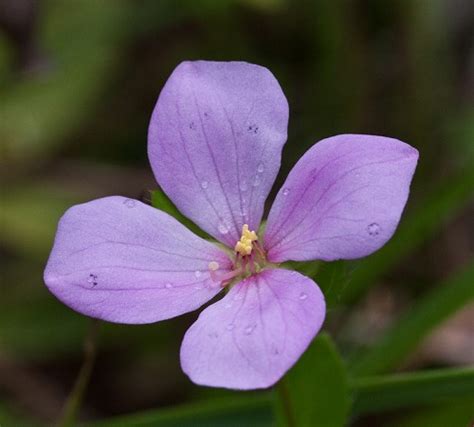 Rhexia petiolata - Coastal Plain Plants Wiki