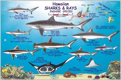 Hawaiian Sharks and Rays Offshore and Inshore Species Map & Identifica | Maps.com.com