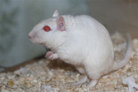 Albino gerbil - Bilder & Berättelser - Gerbiler iFokus