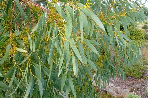 shiatoshi: Eucalyptus/Nilgiri : Plant description, Propagation, Uses