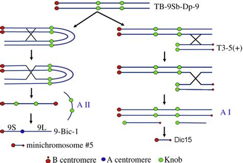 Figure 3 from Dicentric chromosome formation and epigenetics of ...