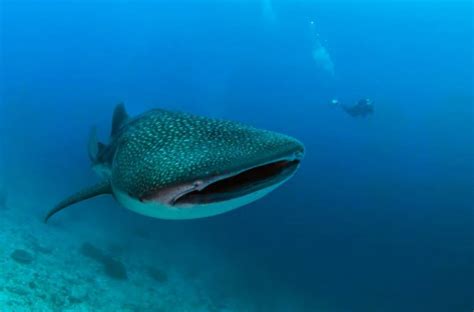 Whaleshark dive maldives | RUSHKULT