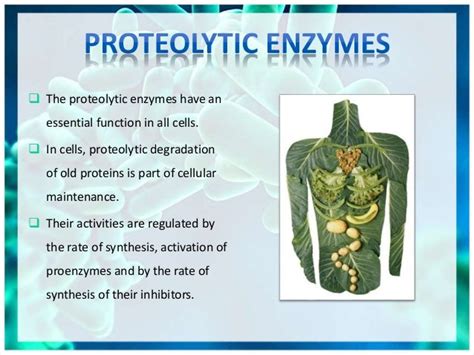 Proteolysis