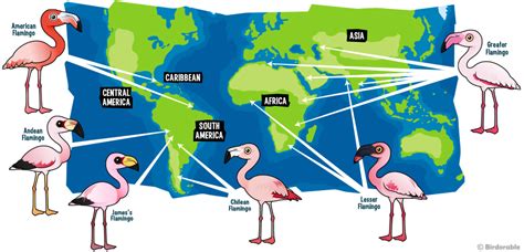 Flamingo Habitat Map