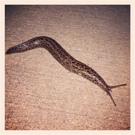 This had to be the biggest slug I've ever seen in real life, between 3 & 4 inches long, outside ...